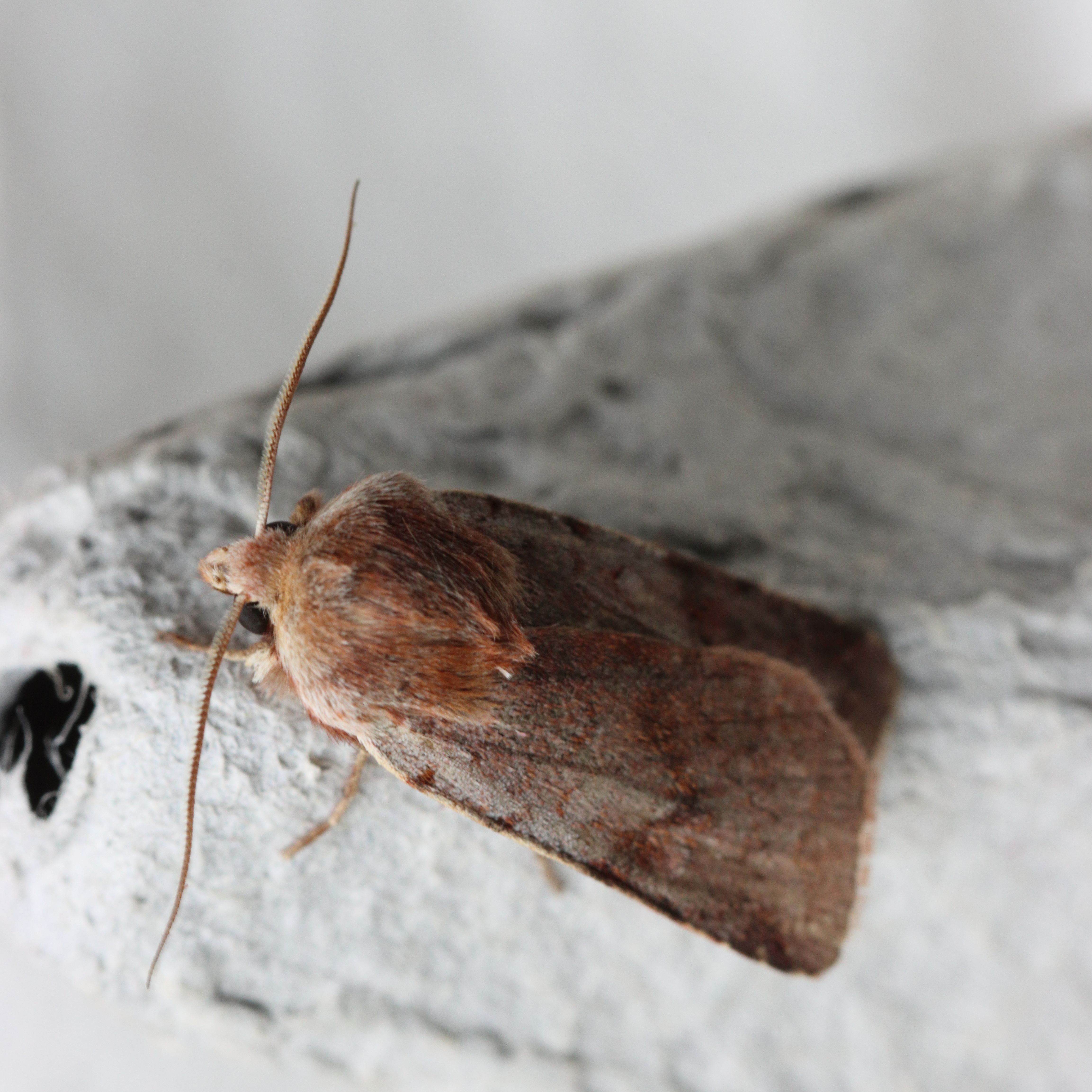 Photo of Red Chestnut (Cerastis rubricosa)